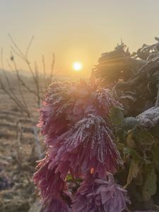 花開易落的新書